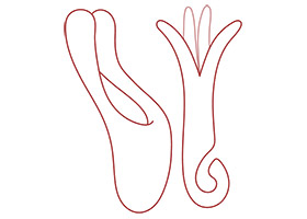 Sextoy pour femme | Large choix de Sex toys | Sex Shop Suisse